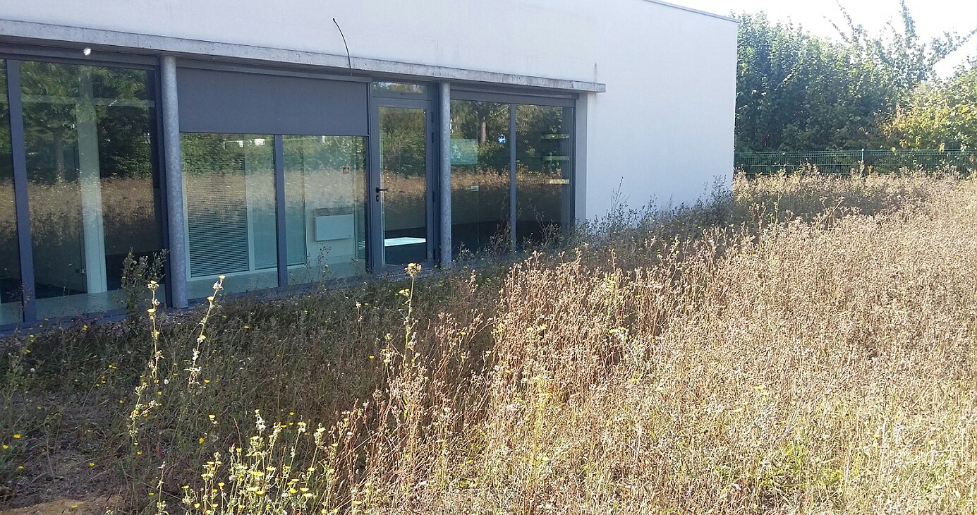 façade du Crédit Mutuel et gazon pas tondu